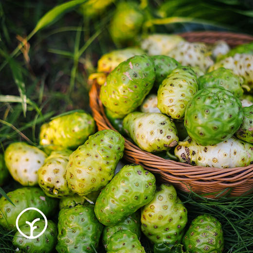【有机诺丽酵素原液、诺丽蓝莓果饮 】两种口味任选，源自海南岛 配料只有诺丽果 商品图2