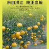 疯抢中！！【荣获农博会金奖】【洪江纯正黄金贡柚】清甜无酸 果粒分明 维C卫士老少皆宜 5斤/10斤/送手提彩箱装 商品缩略图3