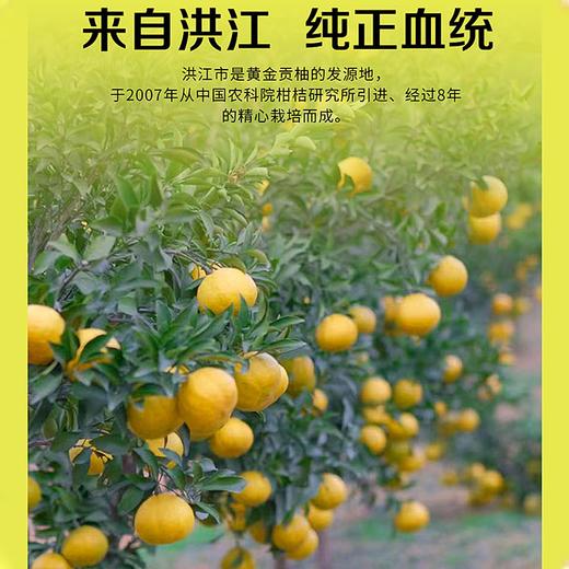 疯抢中！！【荣获农博会金奖】【洪江纯正黄金贡柚】清甜无酸 果粒分明 维C卫士老少皆宜 5斤/10斤/送手提彩箱装 商品图3