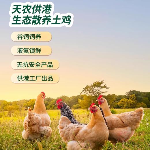 【买一送一】天农清远走地鸡800g/只 农家谷饲散养90天 商品图1