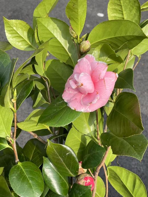 山茶花鲜切花一扎玫红色粉色 商品图7