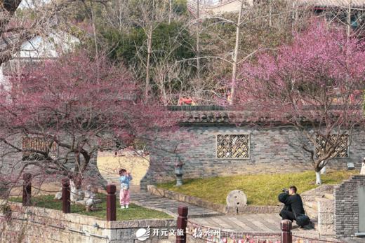 ★春节、元旦不加价★ ¥499起/2间夜 入住【嘉兴梅花洲美宿】坐拥800亩江南水乡~舒适客房+早餐，无限次进出梅花洲景区！另有单晚正餐/蔬果套餐可选~有效期至2026年3月31日 商品图1