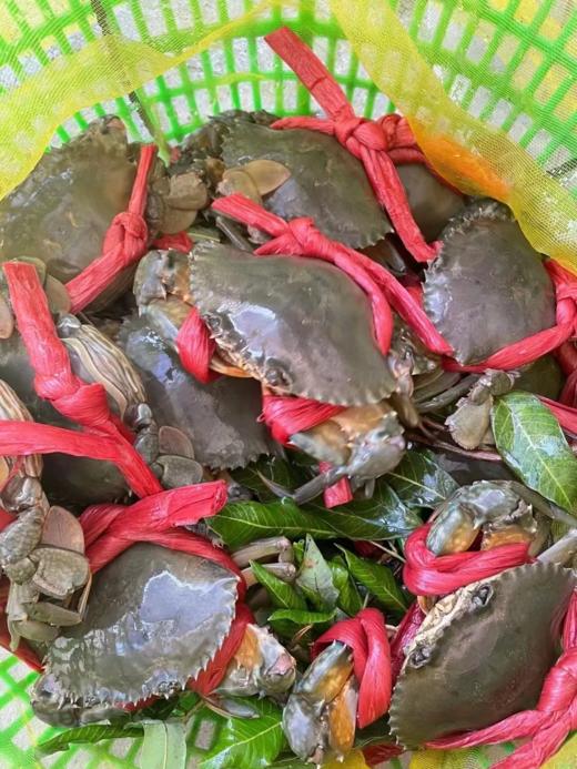 超热销爆款包活红膏蟹 ！顶盖肥，只只爆 商品图4