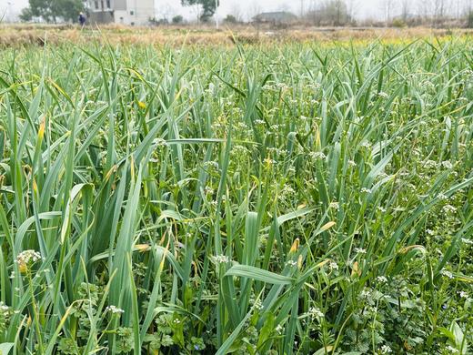 自产/有机方式种植 蒜苔 商品图5