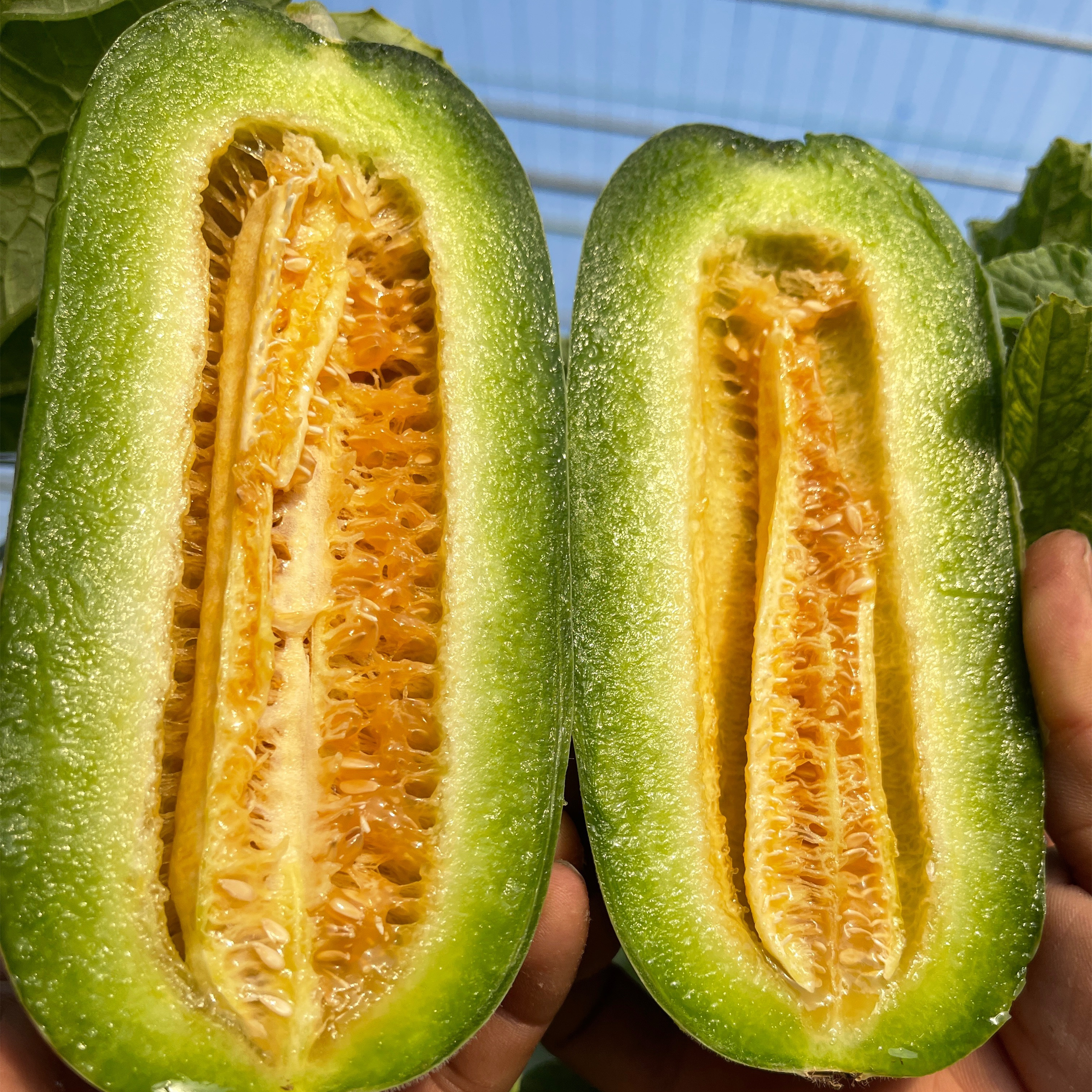 贝壳  蜜七七高糖酥脆无渣 嘎嘣脆甜 ✅超高糖度 ✅可食率高 ✅营养丰富