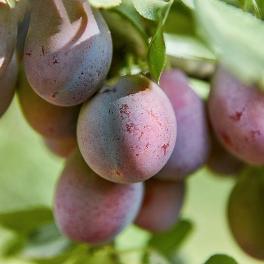 智利西梅 2斤/4斤 （家庭装） 商品图4