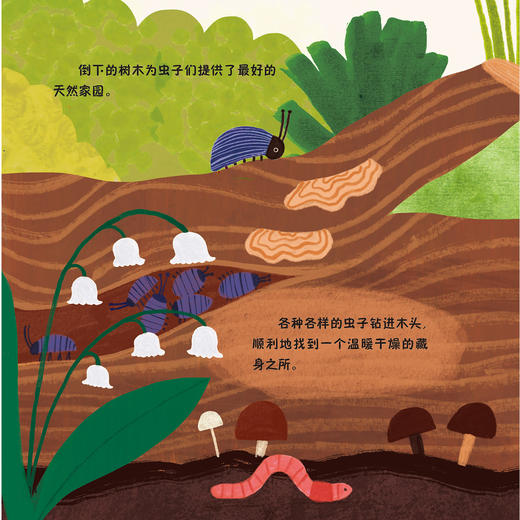 《森林四重奏》（全4册）：《叽叽喳喳的树梢》《热闹的灌木乐园》《昆虫的森林花园》《泥土里的穿行者》 商品图3
