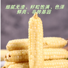 【分销】云南西双版纳花糯玉米/拇指玉米  自然生长，口感香甜，甜而不腻，营养丰富 商品缩略图8