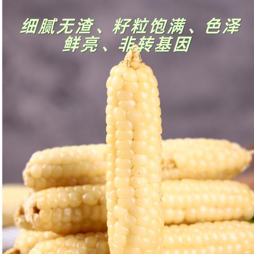 【分销】云南西双版纳花糯玉米/拇指玉米  自然生长，口感香甜，甜而不腻，营养丰富 商品图8