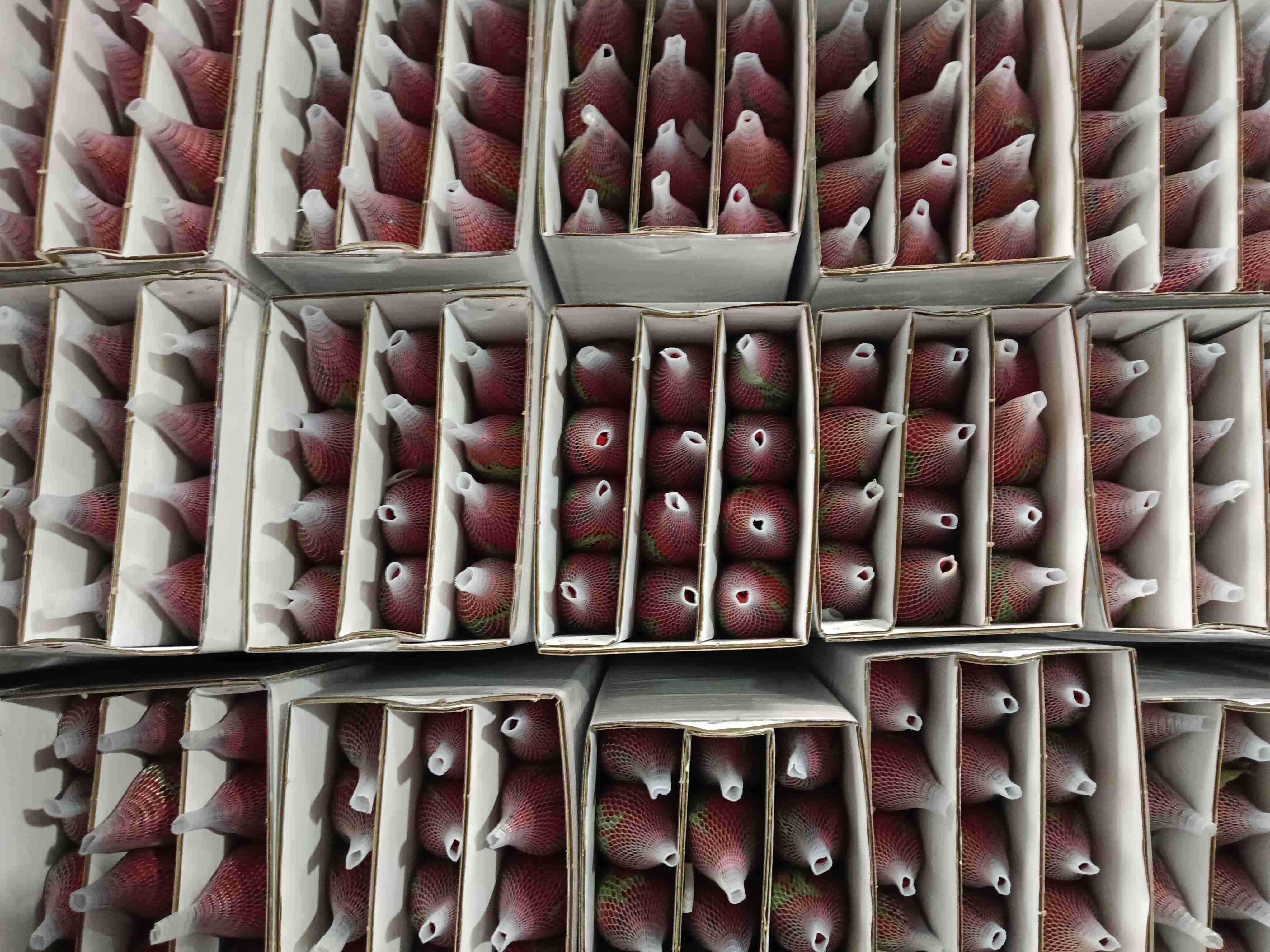 卡罗拉AB基地80公分