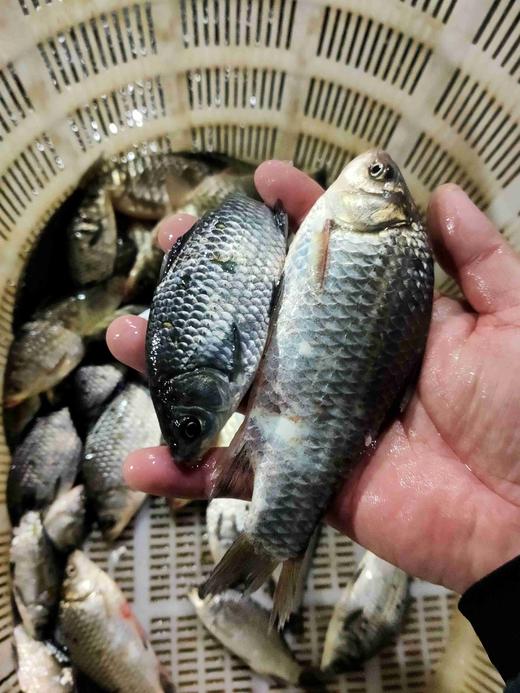 溪流土鲫鱼 ，1份1斤 商品图0