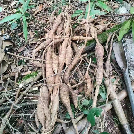 【包邮】野生五指毛桃、土茯苓、牛大力 广东人的祛湿三宝 商品图8