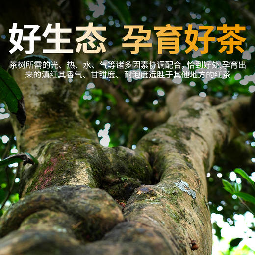 凤宁号 【老树松针】云南临沧凤庆散茶滇红茶茶叶功夫红茶250g盒装 商品图1