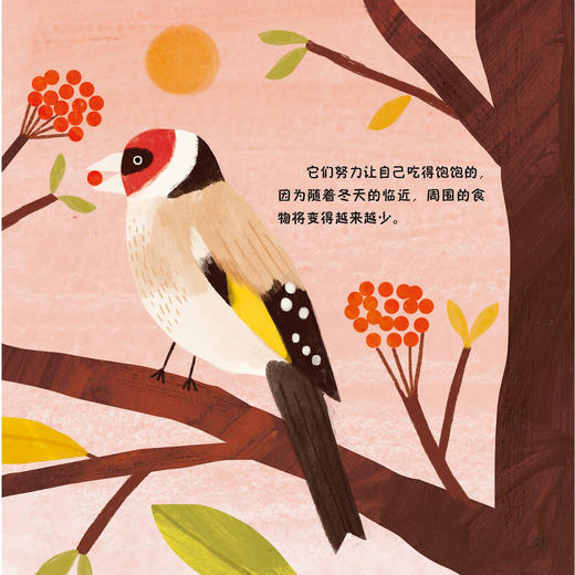 《森林四重奏》（全4册）：《叽叽喳喳的树梢》《热闹的灌木乐园》《昆虫的森林花园》《泥土里的穿行者》 商品图12