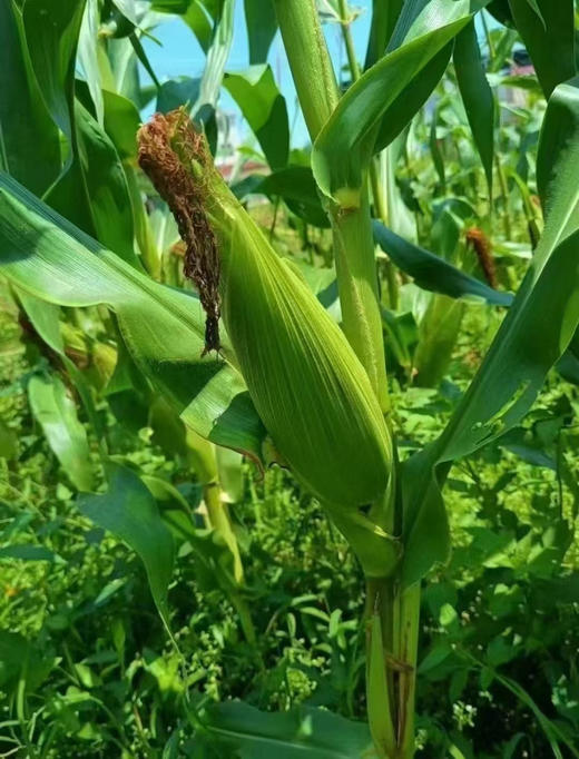 本地336玉米（带壳）🌽3.5元1斤，明天到店称 商品图1