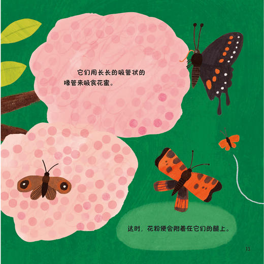 《森林四重奏》（全4册）：《叽叽喳喳的树梢》《热闹的灌木乐园》《昆虫的森林花园》《泥土里的穿行者》 商品图7