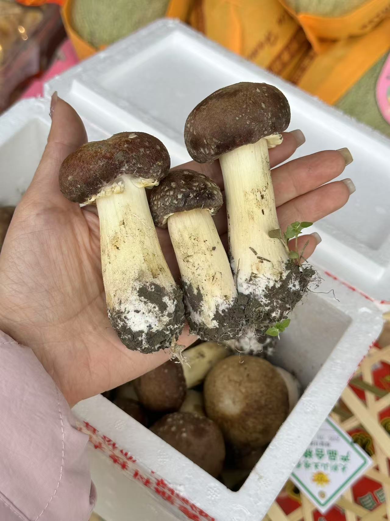 周五取货：【赤松茸】一箱毛重2斤左右，个头饱满，菌肉厚实，脆嫩可口，味纯鲜香！