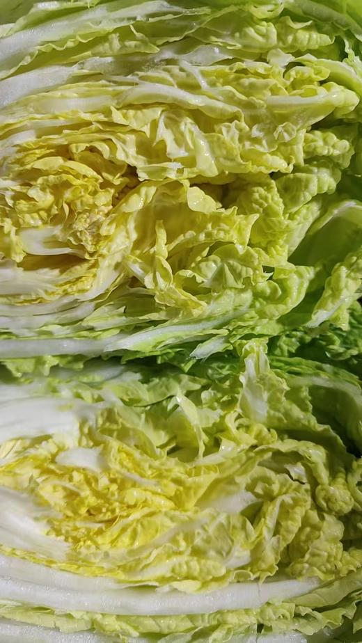 【囤秋菜 送“百财”25元/10斤 】鸿翠园 有机大白菜 商品图1