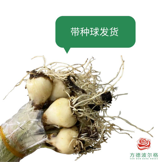 国产葡萄风信子 浅紫（带种球发货） 商品图0