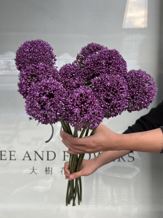 国产花材-【大葱花】 商品图1