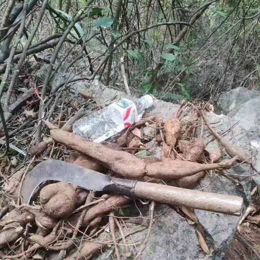 【包邮】野生五指毛桃、土茯苓、牛大力 广东人的祛湿三宝 商品图6