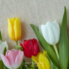 20枝郁金香 单色随机 | 新客福利 商品缩略图3