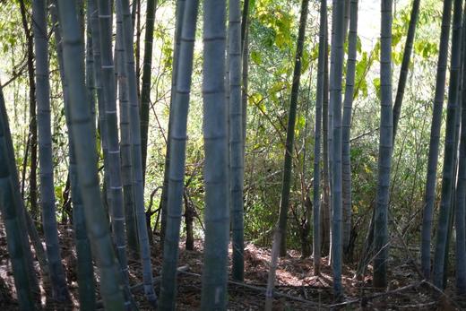 黄山野生黄泥冬笋 商品图3