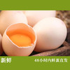 【可生食鸡蛋】美味无腥味 生食也可口 谷物喂养 蛋白清澈粘稠 蛋黄凝结度高 ！【顺丰发货】 商品缩略图4