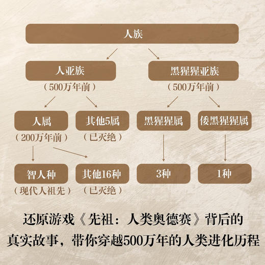 人类崛起：书写500万年的人类演化、迁徙与族群更替 商品图2