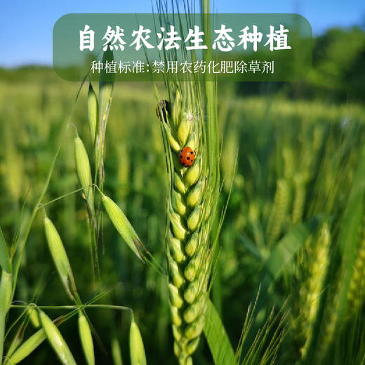 芽芽棒棒糖100g*2 生态纯粮麦芽糖 古法黄冰糖 清甜不腻 儿时味道 独立小袋 健康糖果 商品图4