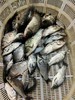 溪流土鲫鱼 ，1份1斤 商品缩略图1