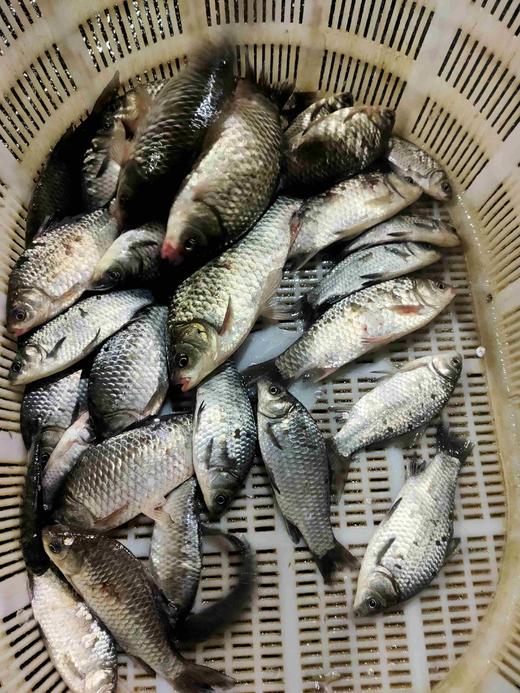 溪流土鲫鱼 ，1份1斤 商品图1