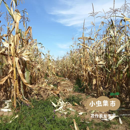 生态沙棘挂面条（大黄米沙棘/沙棘玉米）200g/袋 | 合作农友生产，来自内蒙古，生产者：梁峻杰 *【公平贸易农人定价】 商品图12