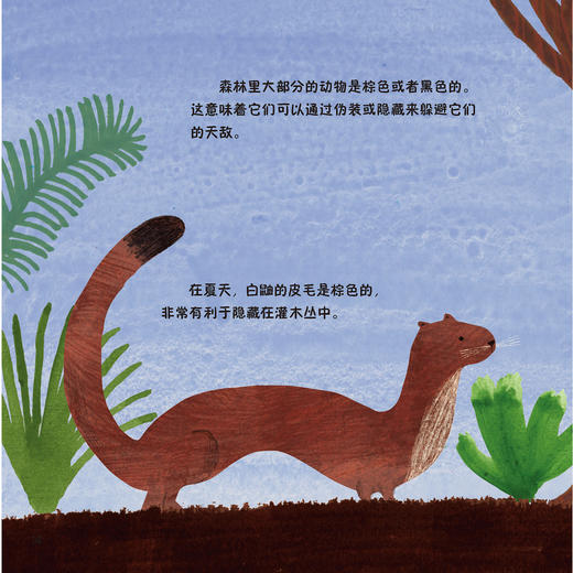 《森林四重奏》（全4册）：《叽叽喳喳的树梢》《热闹的灌木乐园》《昆虫的森林花园》《泥土里的穿行者》 商品图8