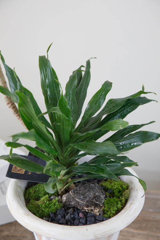 太阳神 商品图2