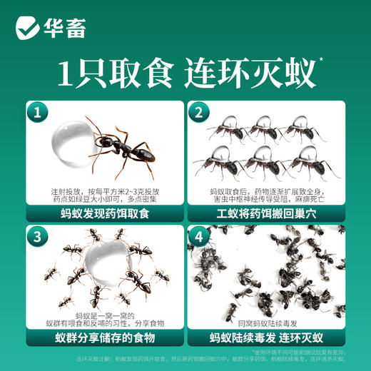 华畜杀虫饵剂强效连环灭蚁蚂蚁家用一窝端室内厨房无蟑全灭蟑螂药 商品图3