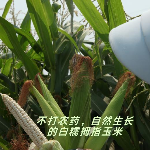 【分销】云南西双版纳花糯玉米/拇指玉米  自然生长，口感香甜，甜而不腻，营养丰富 商品图7