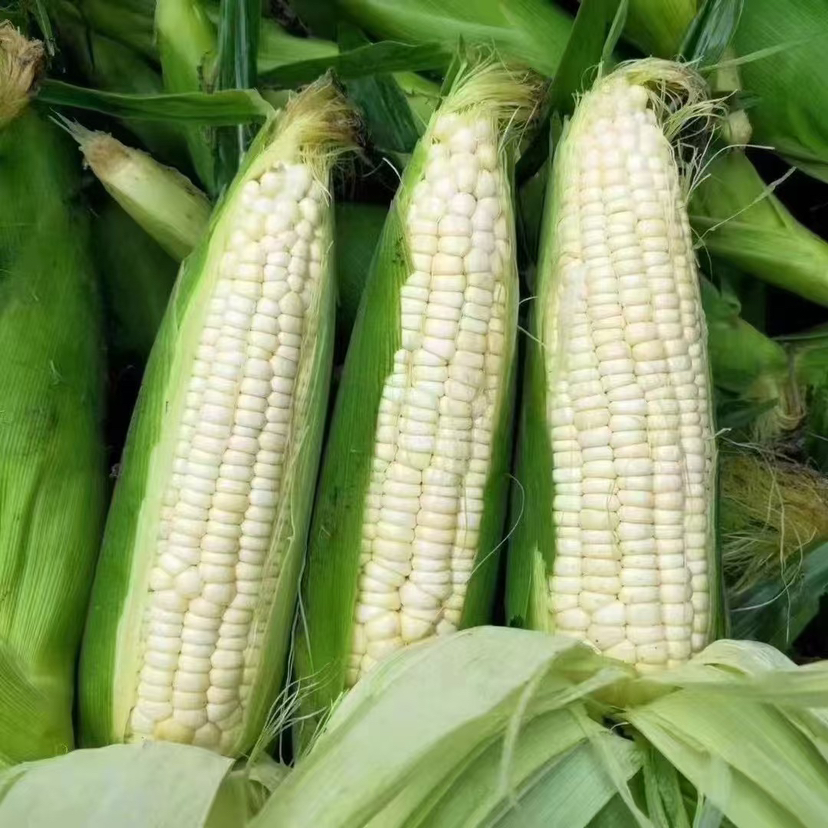 本地336玉米（带壳）🌽3.5元1斤，明天到店称