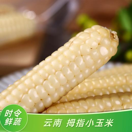 【分销】云南西双版纳花糯玉米/拇指玉米  自然生长，口感香甜，甜而不腻，营养丰富 商品图5