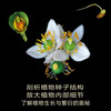 华丽呈现：瑰丽的植物微观世界 商品缩略图4
