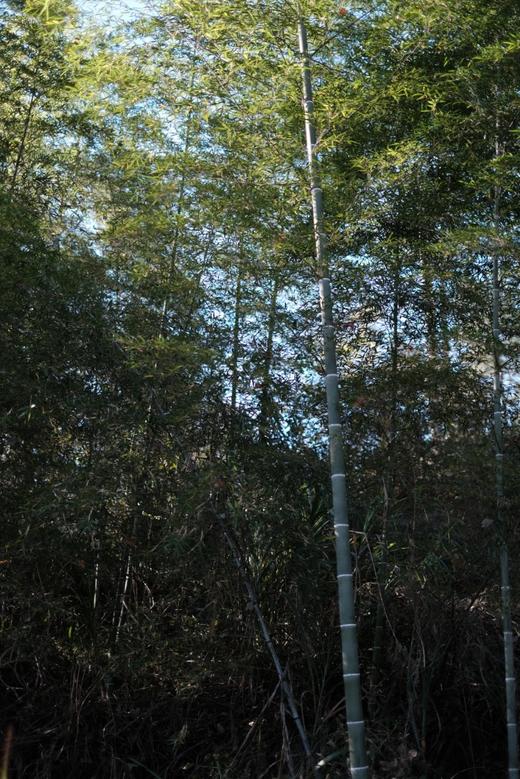 黄山野生黄泥冬笋 商品图2