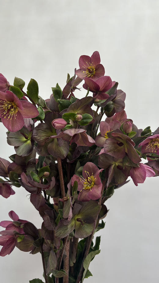 【超长待机】菟葵（单瓣） 红色 约5枝/扎 商品图3