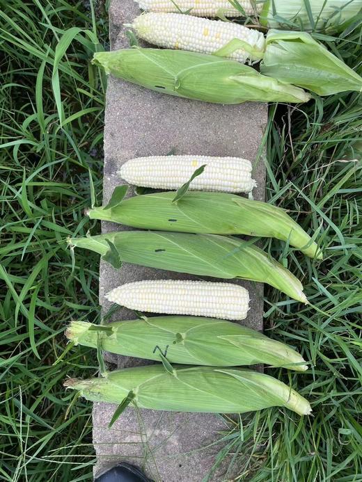 超甜水果玉米种子：每袋400，大约3000粒。 商品图2