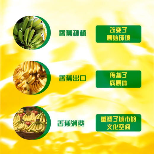 香蕉的报复：洪都拉斯的环境代价，美国的消费增长 商品图2