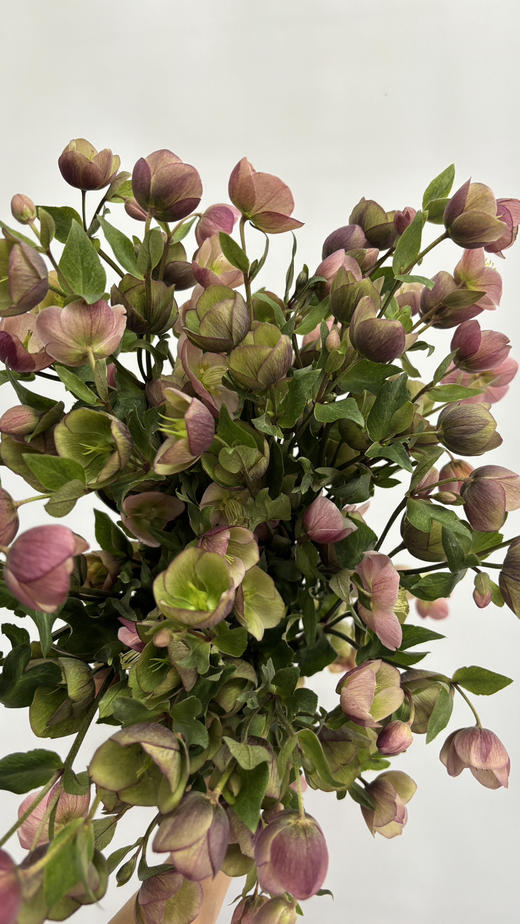 【超长待机】菟葵-粉铃铛  单瓣 粉色 约5枝/扎 商品图4