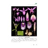 中药材饮片与原植物精细解剖组图/主编 刘丽琴 蒋金火 潘锋/浙江大学出版社 商品缩略图2