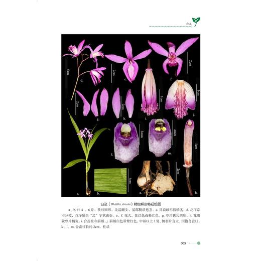中药材饮片与原植物精细解剖组图/主编 刘丽琴 蒋金火 潘锋/浙江大学出版社 商品图2