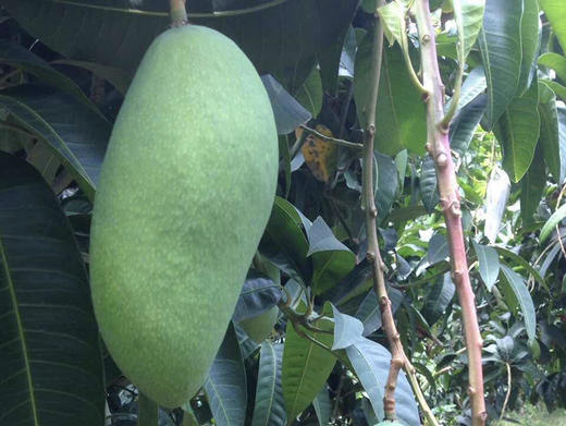 【分仓直发包邮】越南大青芒3斤（约2-3个，单果：9两起） 商品图2