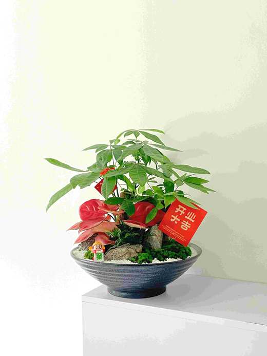 发财树/ALBB水煮鱼428 商品图0