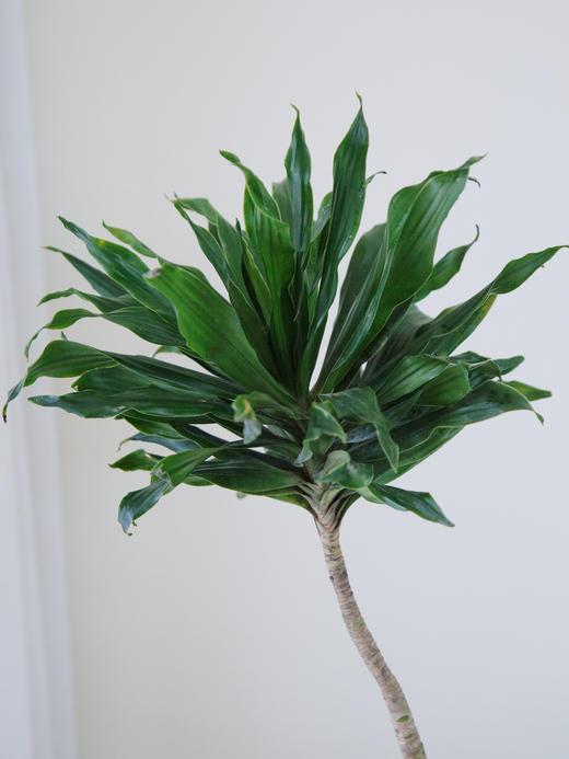 太阳神 商品图1